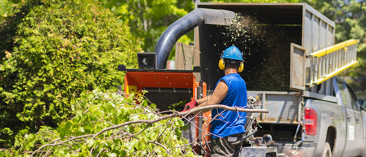 Worker feeding tree branches into a wood chipper.